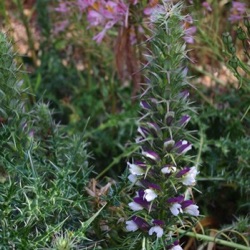 Acanthus spinosus Spinosissimus Group