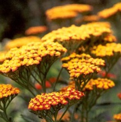 Achillea 'Feuerland'