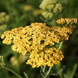 Achillea 'Hannelore Pahl'