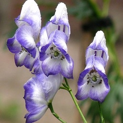 Aconitum carmichaelii 'Cloudy'
