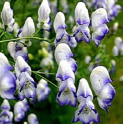 Aconitum x cammarum 'Bicolor'