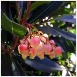 Arbutus unedo 'Cobra'