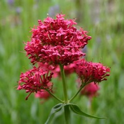 Centranthus ruber var. coccineus