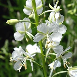 Chamerion angustifolium 'Album'