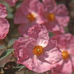 Cistus x argenteus 'Silver Pink'