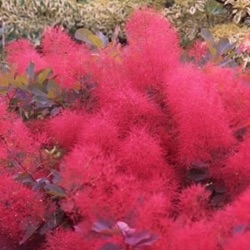 Cotinus coggygria 'Ruby Glow'