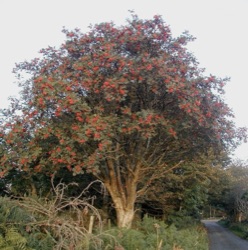 Crataegosorbus 'Granatnaja' 