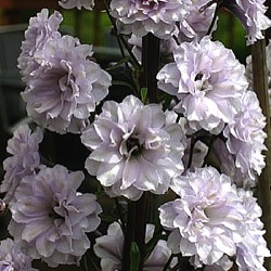 Delphinium 'Cha Cha' ®
