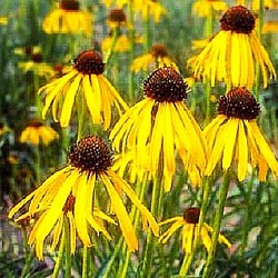 Echinacea paradoxa