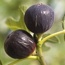 Ficus carica 'Rouge de Bordeaux' ('Pastilière')