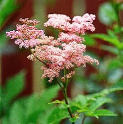 Filipendula rubra 'Venusta'