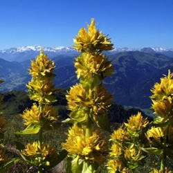 Gentiana lutea