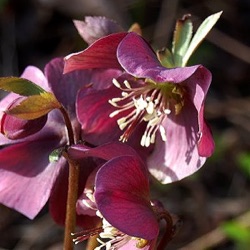 Helleborus atrorubens