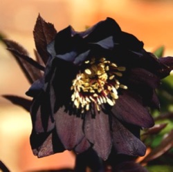 Helleborus orientalis 'Manon' XXL