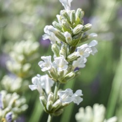 Lavandula angustifolia BeeZee™ 'White Star' ℗
