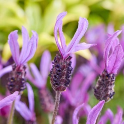 Lavandula stoechas hybride 'Bella Toscane'
