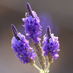 Lavandula x christiana