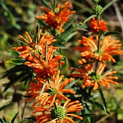 Leonotis leonurus