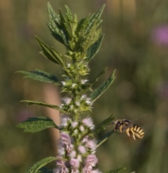 Leonurus cardiaca (wild)