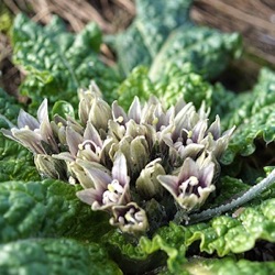 Mandragora officinarum