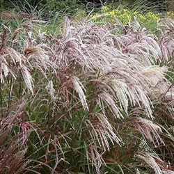 Miscanthus sinensis 'Kaskade'