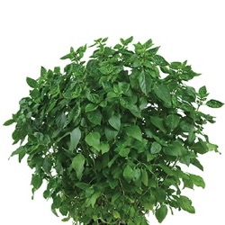 Ocimum basilicum 'Coldasil'