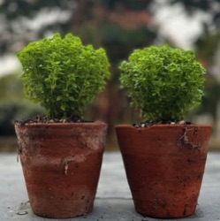 Ocimum basilicum var. minimum 'Finissimo Verde a Palla'