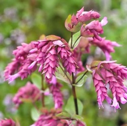 Origanum 'Bristol Cross'