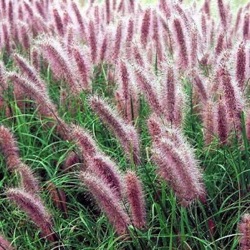 Pennisetum alopecuroides 'Red Head'