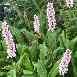 Persicaria affinis 'Alba'