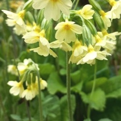 Primula elatior (wild)