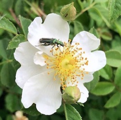 Rosa arvensis (wild)