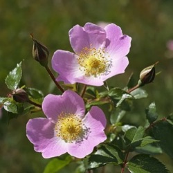 Rosa canina (Sardinië)
