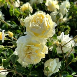Rosa 'Scentifall Lemon' ®