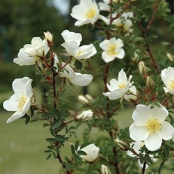 Rosa spinosissima (wild)  (R. pimpinellifolia)
