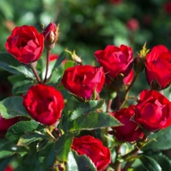 Rosa x polyantha Zepeti ® 'Meibenbino'