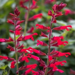 Salvia splendens x darcyi 'Roman Red'