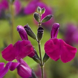 Salvia 'Viola's Darling'