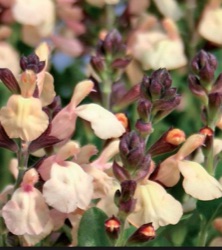 Salvia x jamensis 'Melen'