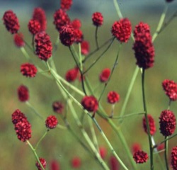 Sanguisorba officinalis (wild)