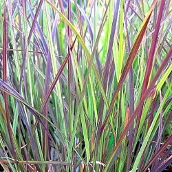Schizachyrium scoparium 'Blue Heaven' ®  (Andropogon)