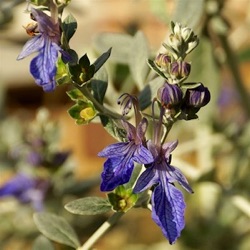 Teucrium fruticans 'Azureum'