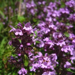 Thymus pulegioides (wild)