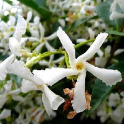 Trachelospermum jasminoides