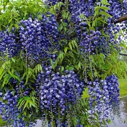 Wisteria frutescens var. macrostachya 'Blue Moon'